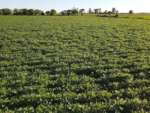 Imagen 1 de 5 de Campo Agrícola De 52,5 Has