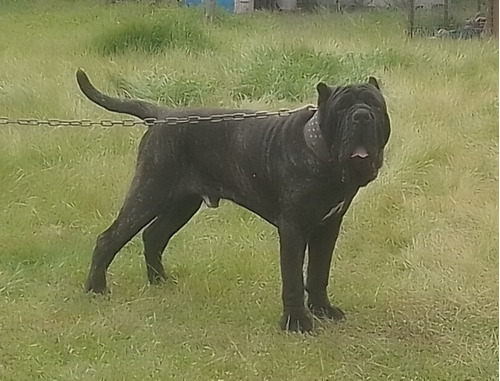 Cachorros Hijos De Mastin Napolitano Inscrito 