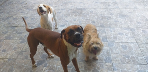 Imagen 4 de 5 de Guarderia Canina En Capital Federal