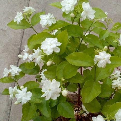Imagen 2 de 2 de Jazmin Dama De Orleans ( Planta ) Jasminum Sambac / 70cm