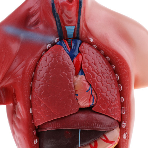 28cm Torso Humano Vísceras Esqueleto Cuerpo Corazón