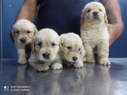 Golden Retriver