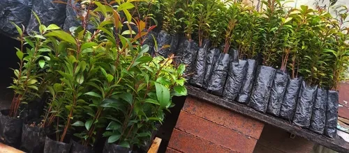Semilla De Eugenia Kit Para 128 Plantas Cerca Viva