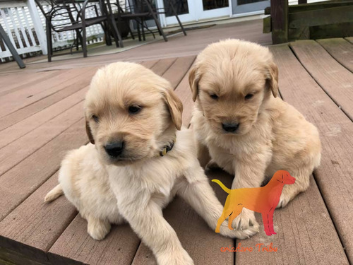Cachorros Puros En Criadero Tribu, Tambien Envios Soy Guada