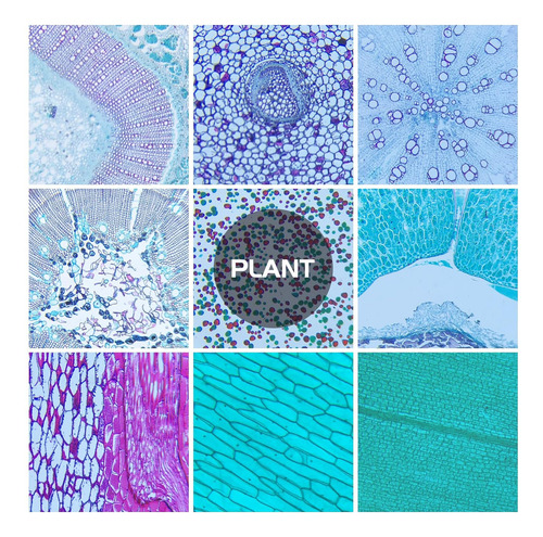 Juego De 30 Portaobjetos De Microscopio Con Muestras Para Ni