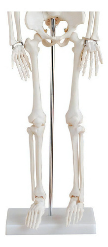 Esqueleto Humano Padrão Articulado 85cm De Altura