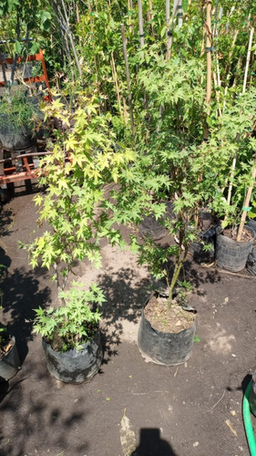 Imagen 3 de 3 de Arbol Acer Palmatum, Arce Japonés, Arce Enano E15