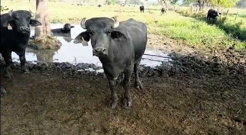 Tierras Privadas En Cojedes, Aptas Para La Cría De Búfalo. Vegas.