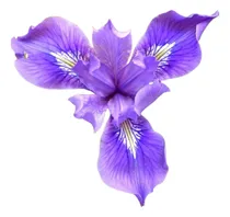 Comprar Iris Morado ( Planta ) Lirio Flores Bulbos Paq 6 Piezas 
