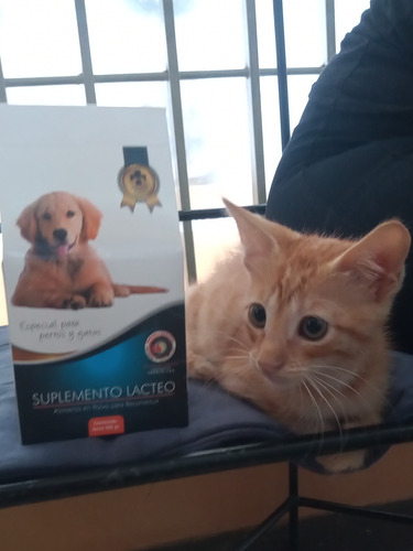 Libro Leche Para Perros Y Gatos