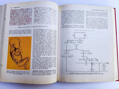 Libro Biología Y Ecología Fetal J. M. Carrera Maciá 159f4