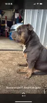 Comprar American Bully Busca Monta