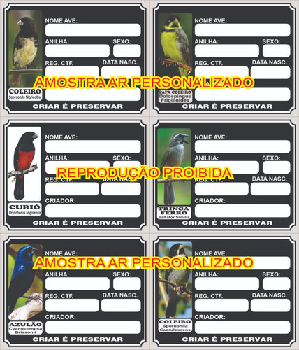 50 Placas Crachá Identificação De Pássaros Mod. P50