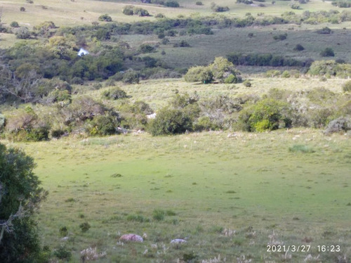 550 Has Sobre Ruta 8 - Minas