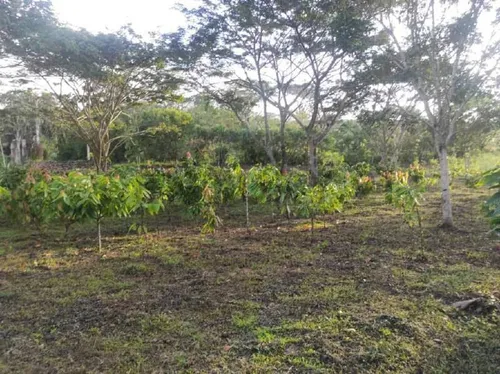 Finca En Venta Las Lapas