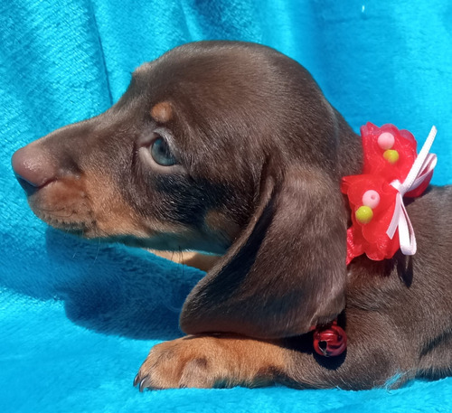 Cachorros Salchicha Dachshund Mini  Chocolate Fuego