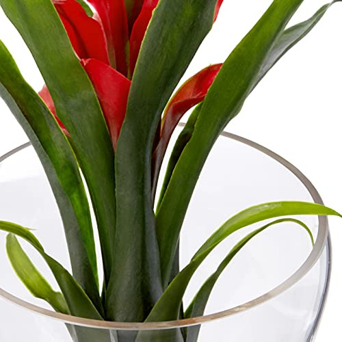 Bromelia Tropical De Nearly Natural De 8 Pulgadas En Arregl