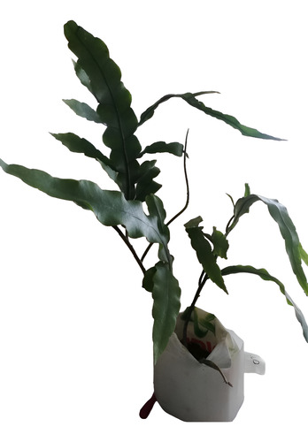 Planta: Dama De Noche Nro. 30