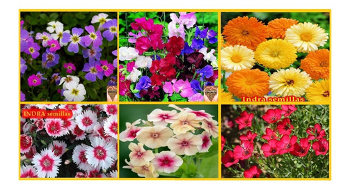 Pack Combo Flores Otoño