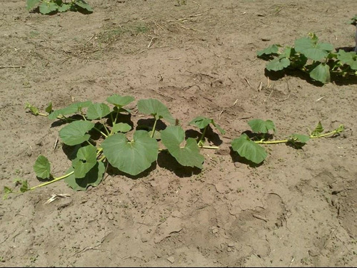 Imagen 2 de 11 de Campo En Venta En Andalgalá