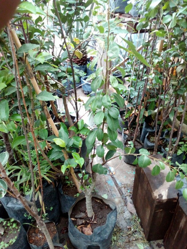 Pera Anjou Verde (árbol) 1.30 Injertada, Unica Pieza (Usado)