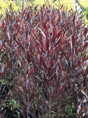 Plantas Para Cercos, Cercos Vivos, Dodonaea Viscosa 10ts