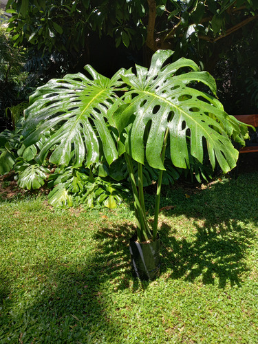 Monstera Deliciosa Grande, Alt. 1,20mts 4hojas Env. 4 Lts.