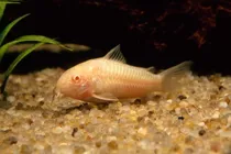 Comprar Remato Ultimas Corydoras Albinas Limpiadoras Precio X Mayor