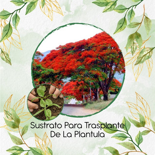 Sustrato Para Trasplante De Delonix Regia