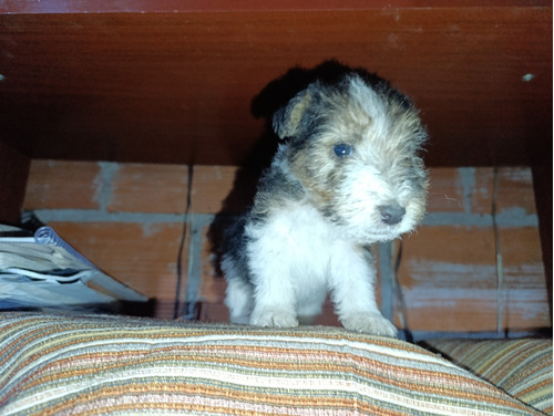 Fox Terrier Pelo Duro 