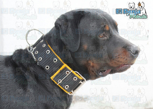 Collar Perro Rottweiler  Indestrucible