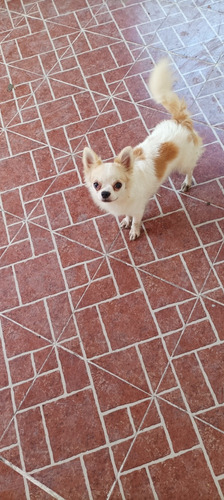 Cachorro Macho Chihuahua Pelo Largo 