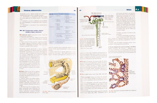 Anatomía Con Orientación Clínica Para Estudiantes Lippert