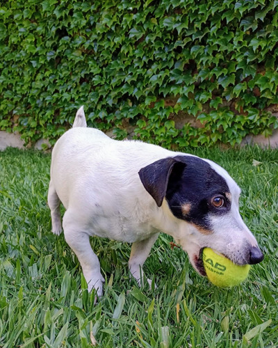 Ofrezco Servicio De Macho Jack Russell Terrier
