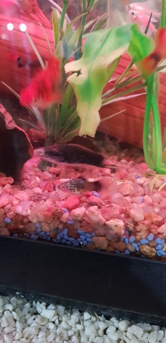 Pez Platys Spotted