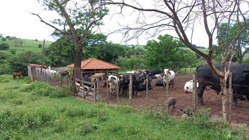 Imagem 7 de 9 de Sitio/chácara De 5 Alqueires Em Nhandeara Todo Em Pasto