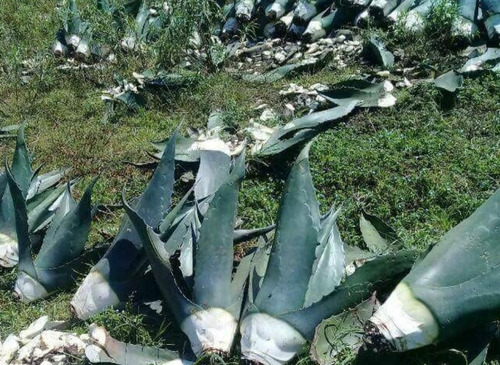 Planta De Maguey Pulquero