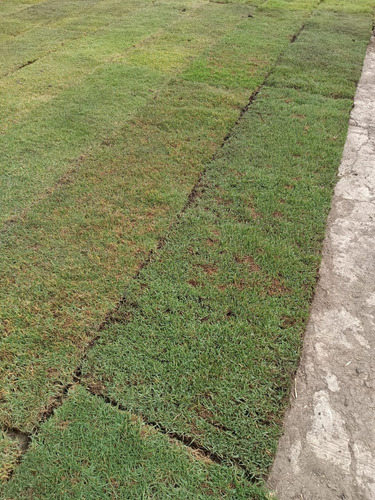 Pasto En Rollo Natural Paspalum 74x45cm Colocación Solo Cdmx