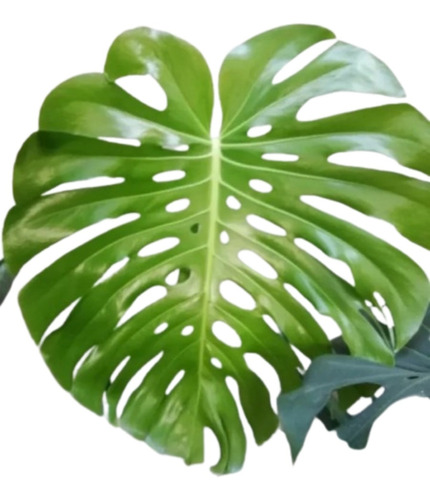 Planta Monstera Deliciosa Costilla De Adán Ejemplar Grande