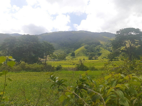 Imagen 6 de 7 de Terreno En Venta En Bejuma Cód 138747