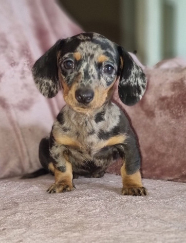 Imagen 6 de 6 de Hermoso Salchicha Mini Macho Arlequín Plata! Vacunado.