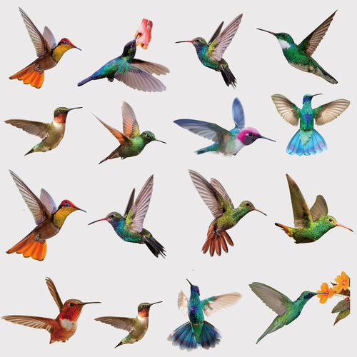 9 De Colibrí Electrostáticas, De Cristal De Dos Cara Para