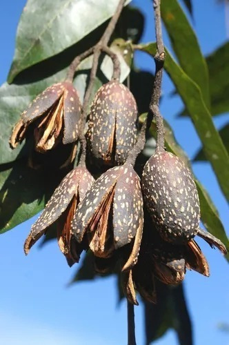 250 Semillas De Cedro Rojo Americano Cedrela Odorata