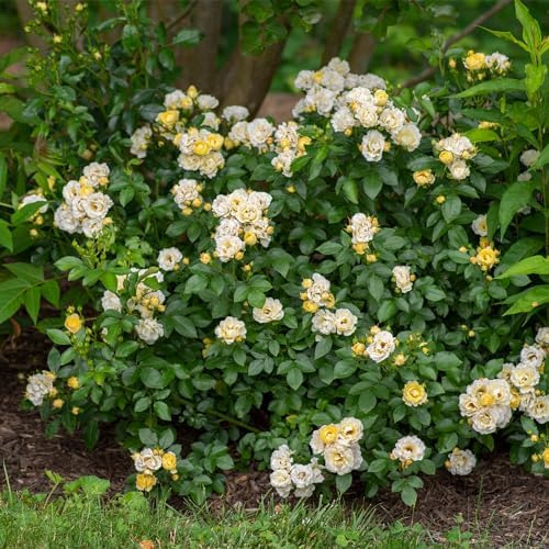 Rosa De Palomitas De Maíz A La Deriva, 2 Galones