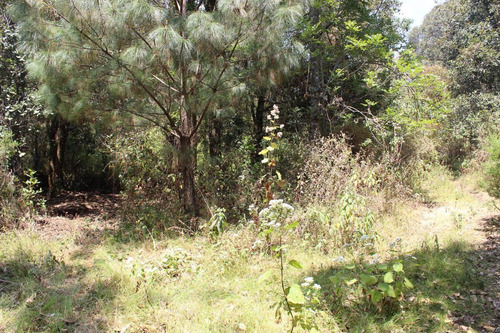Terreno En Paraje Tetecuintla