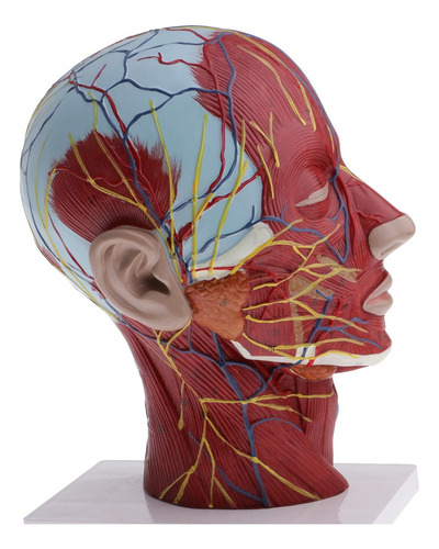 Modelo De Nervo Vascular De Cabeça E Pescoço Humano 1:1