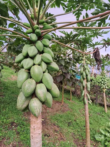 Finca En Venta