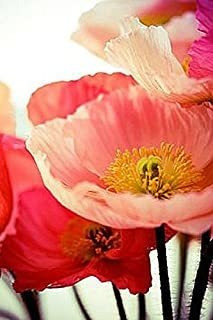 Shirley Poppies Seeds: Semillas De Amapolas Pastel