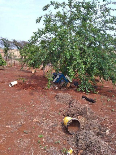 Imagem 7 de 30 de Chácara Com 2 Dormitórios À Venda, 2500 M² Por R$ 350.000,00 - Distrito Maravilha - Londrina/pr - Ch0235