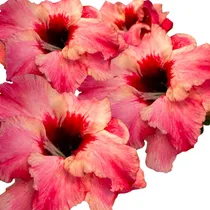 Comprar Enxerto Rosa Do Deserto Flor Gigante Dobrada Ts-333 